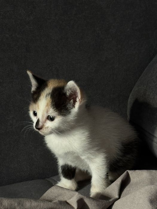 Отдам котенка в любящие руки
