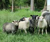 Owieczki i baranki