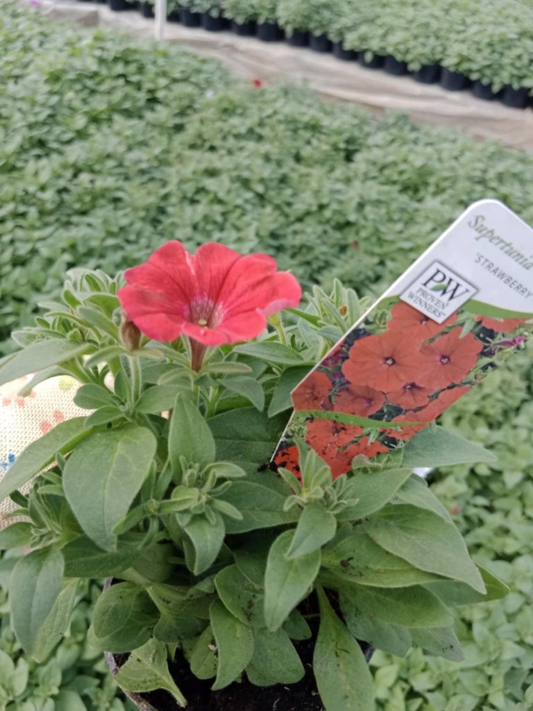 Sadzonki rabarbaru lider W doniczkach 9cm roślina wieloletnia