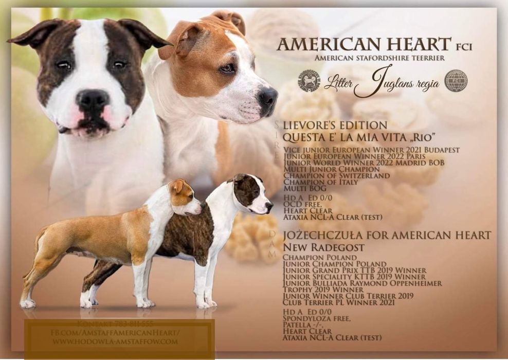 American Staffordshire Terrier Amstaff- szczenię ZKwP / FCI