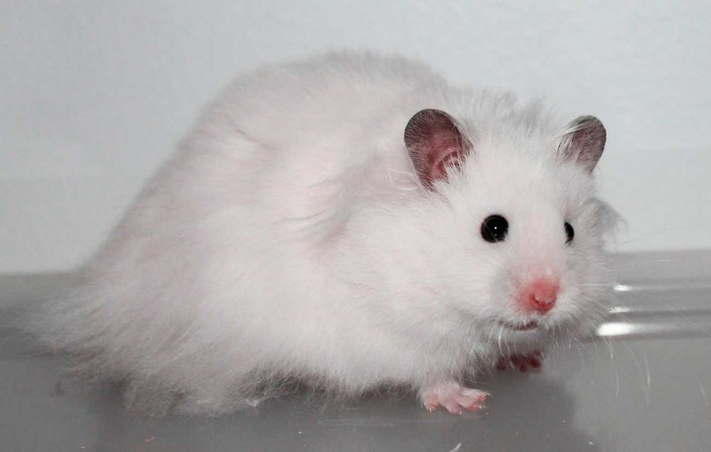 Роскошные королевские ангорские хомячки, белоснежного окраса, хомяки