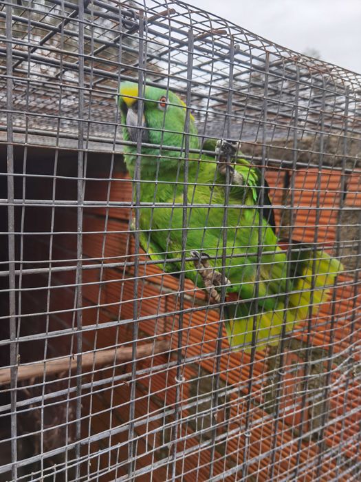 Amazonas auropalliata