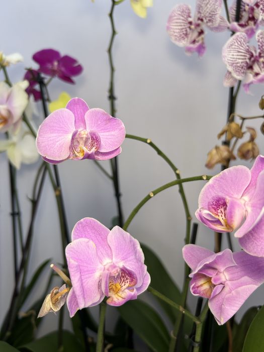 Орхидея отцветашка