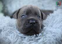 Szczeniak Cane Corso Italiano piesek plowy i szara maska  formentino