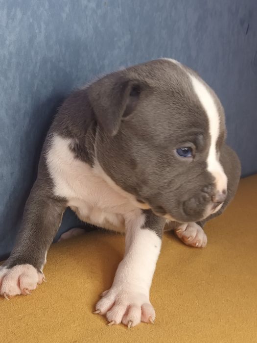 Błękitny Szczeniak Amstaff Blue