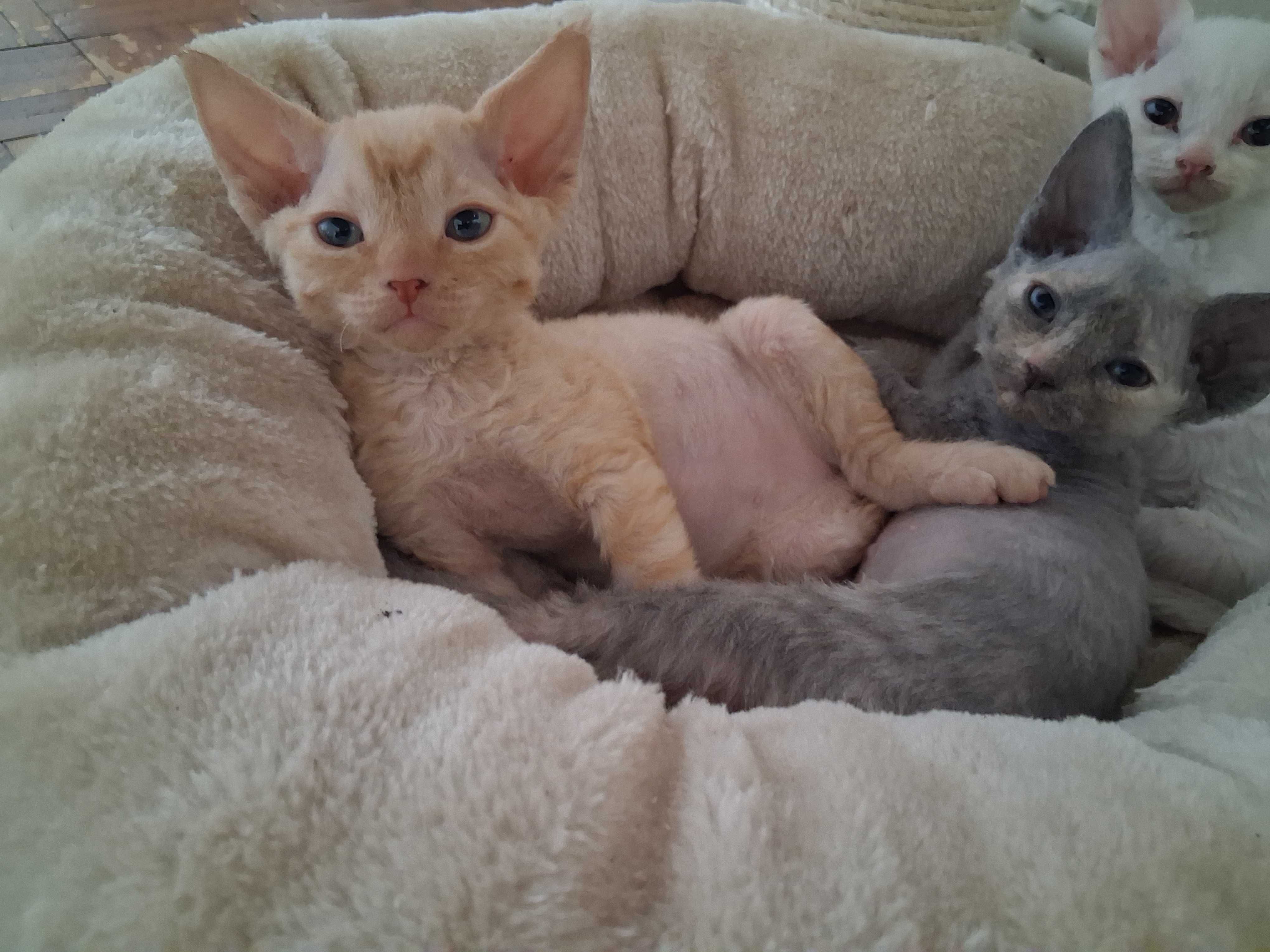 Devon rex, rudy kocurek, miziak, FPL