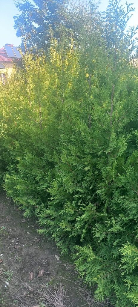 Tuja brabant salant 180 cm PROMOCJA 25 zł