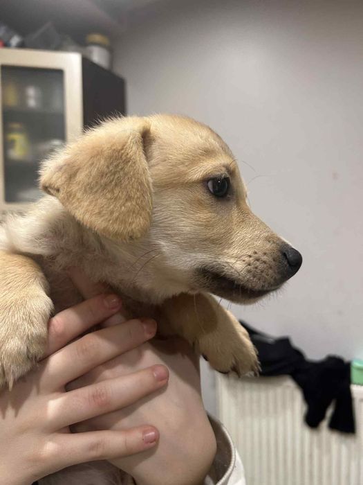 Oddam pieski w dobre ręce