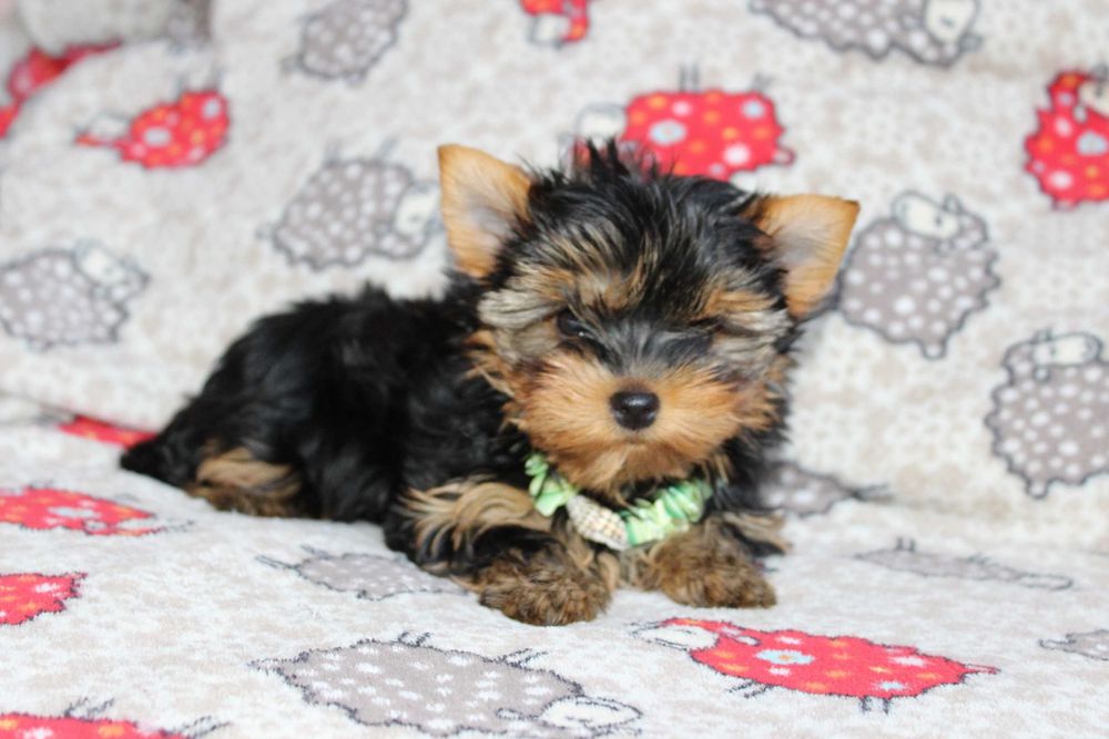 Породные щенки Йоркшитрского Терьера ждут переезда домой.