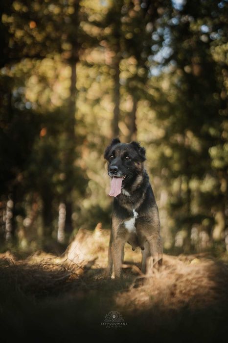 Zora w typie owczarek niemiecki Adoptuj słodziaka