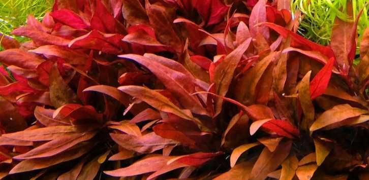Planta Aquática Alternanthera Reineckii - 'Roseafolia' ou 'Pink'