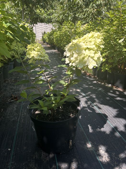 Hortensja. Floks.liatra.Anabelle.