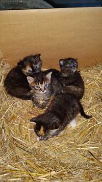 Małe kotki i ich mama do adopcji