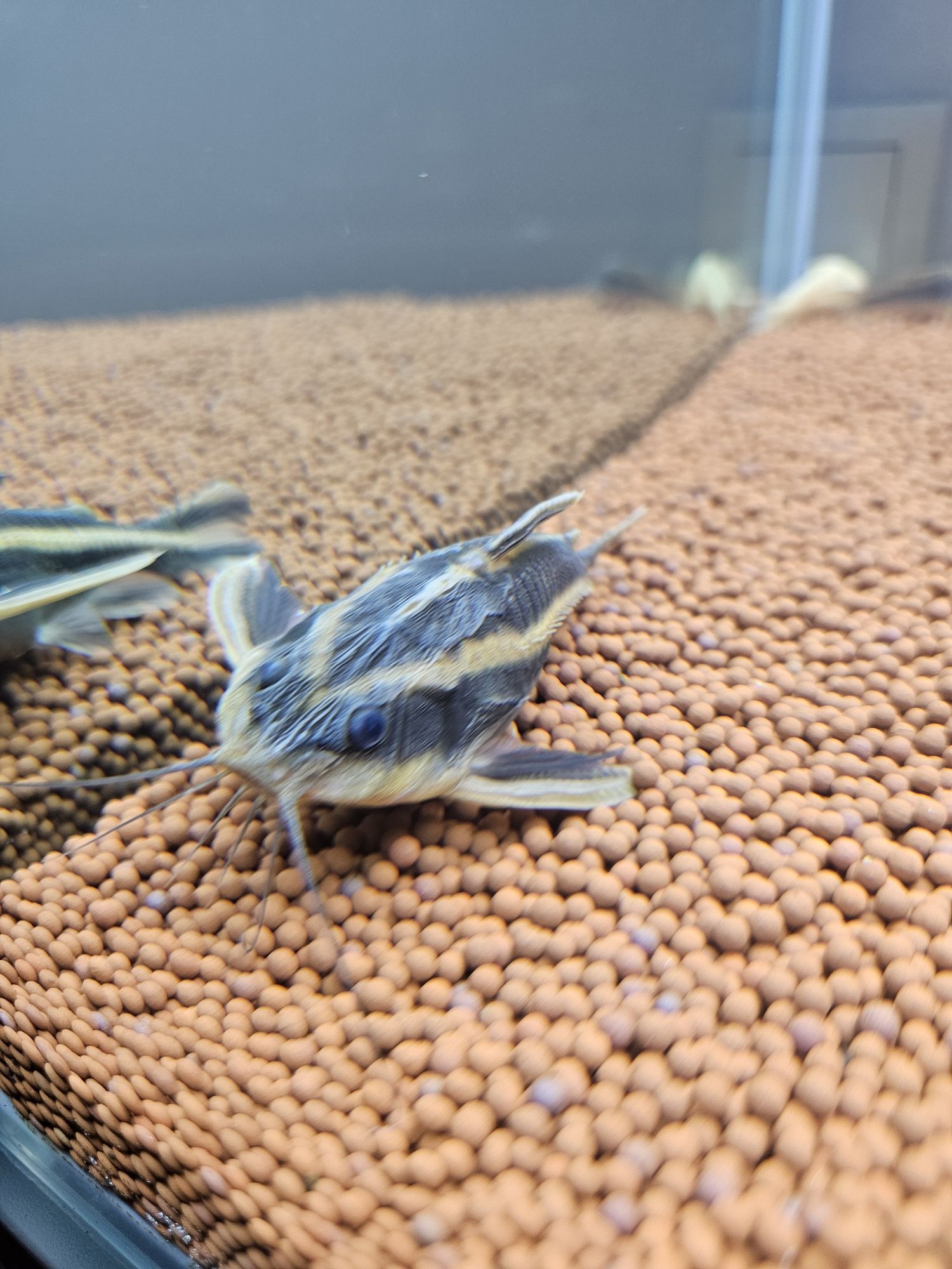 Peixe gato Raphael  13cm