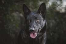 Podaruj dom - psy i suczki husky, malamute, wolfdog, dingo ADOPCJA