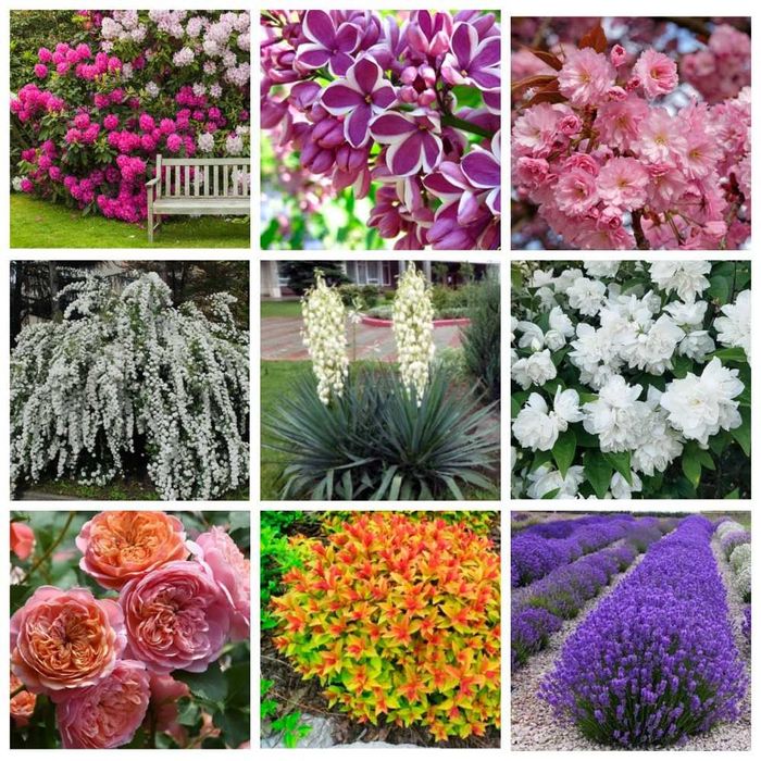 Декоративні рослини: лаванда, сакура, гібіскус, спірея, сирень, и т.д