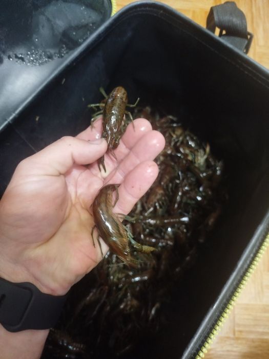 Раки свіжі тільки з води