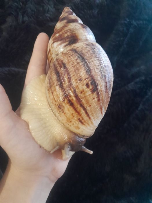 Ślimak afrykański na 30% TANIEJ