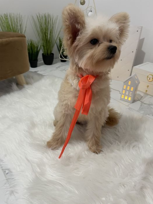 Помапу — Дівчатка, які змінять вашу реальність