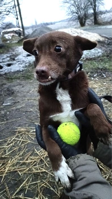 Парниша Фокус в хорошие руки