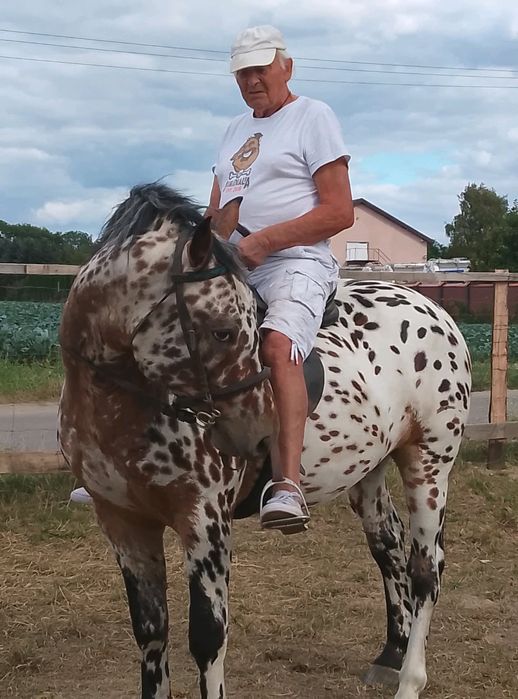 Sprzedam wałacha . .