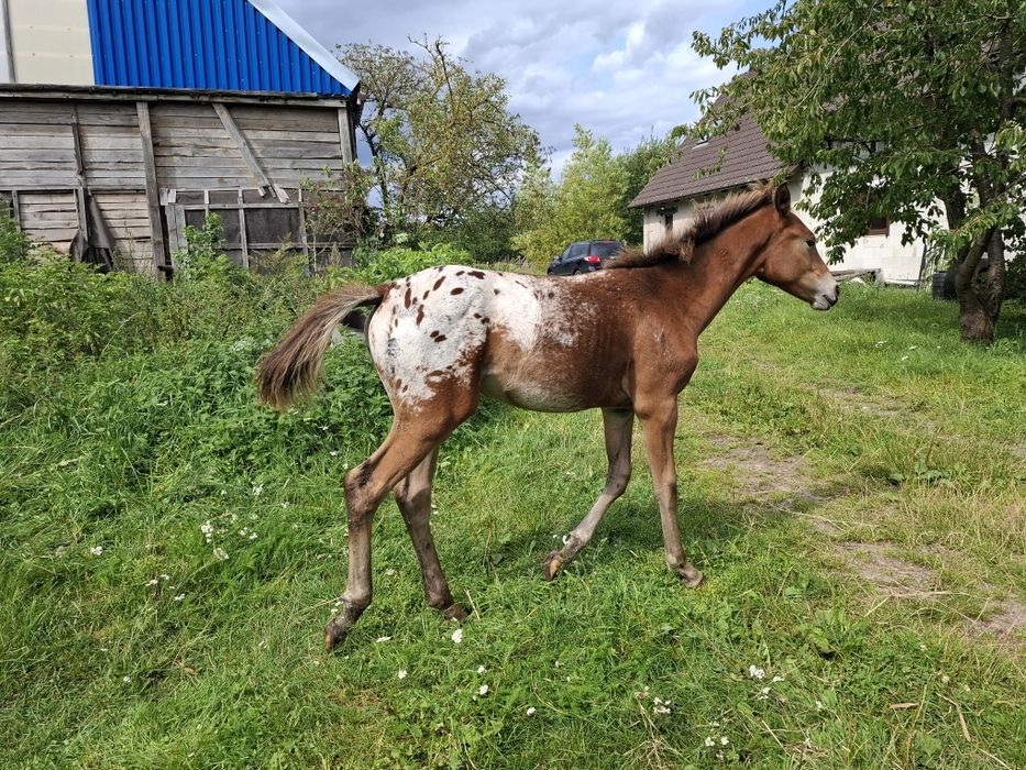 Sprzedam klacz tarantkę 10 lat i inne konie
