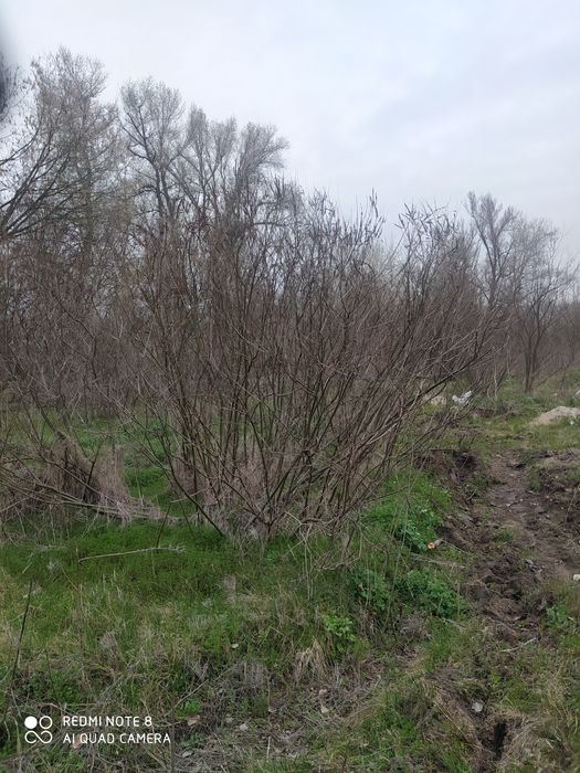 Сажанцы розовой Аморфы,мед, пчелы,пчеловодство