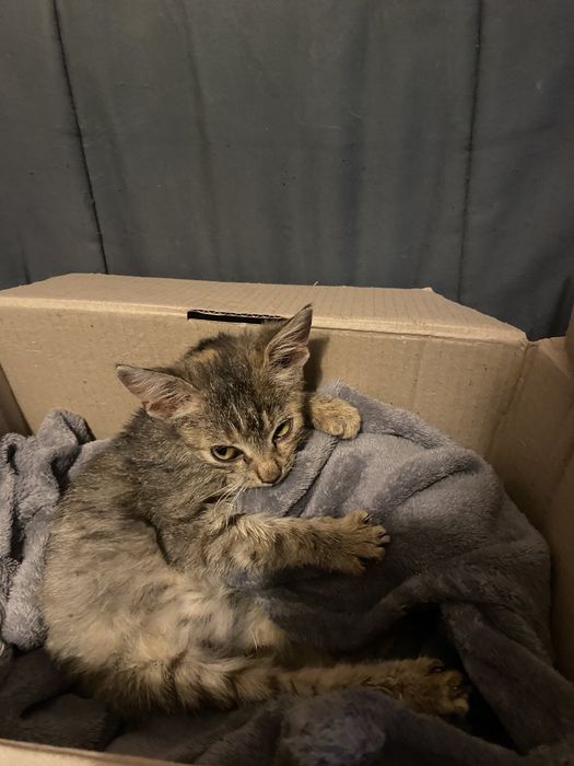 Котенок милый бесплатно. Кот. Кошка. Кошечка. Котята даром