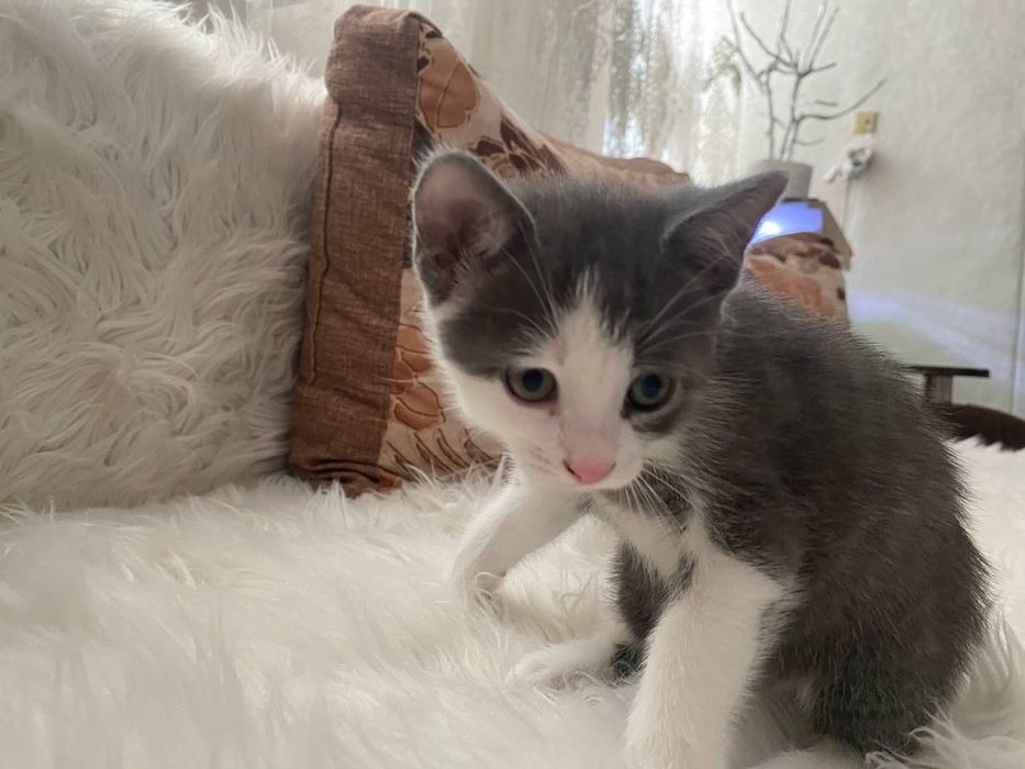 Віддам безкоштовно кошенят