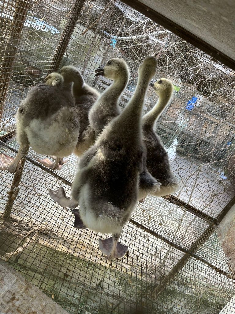 Gansos da Guiné como na foto