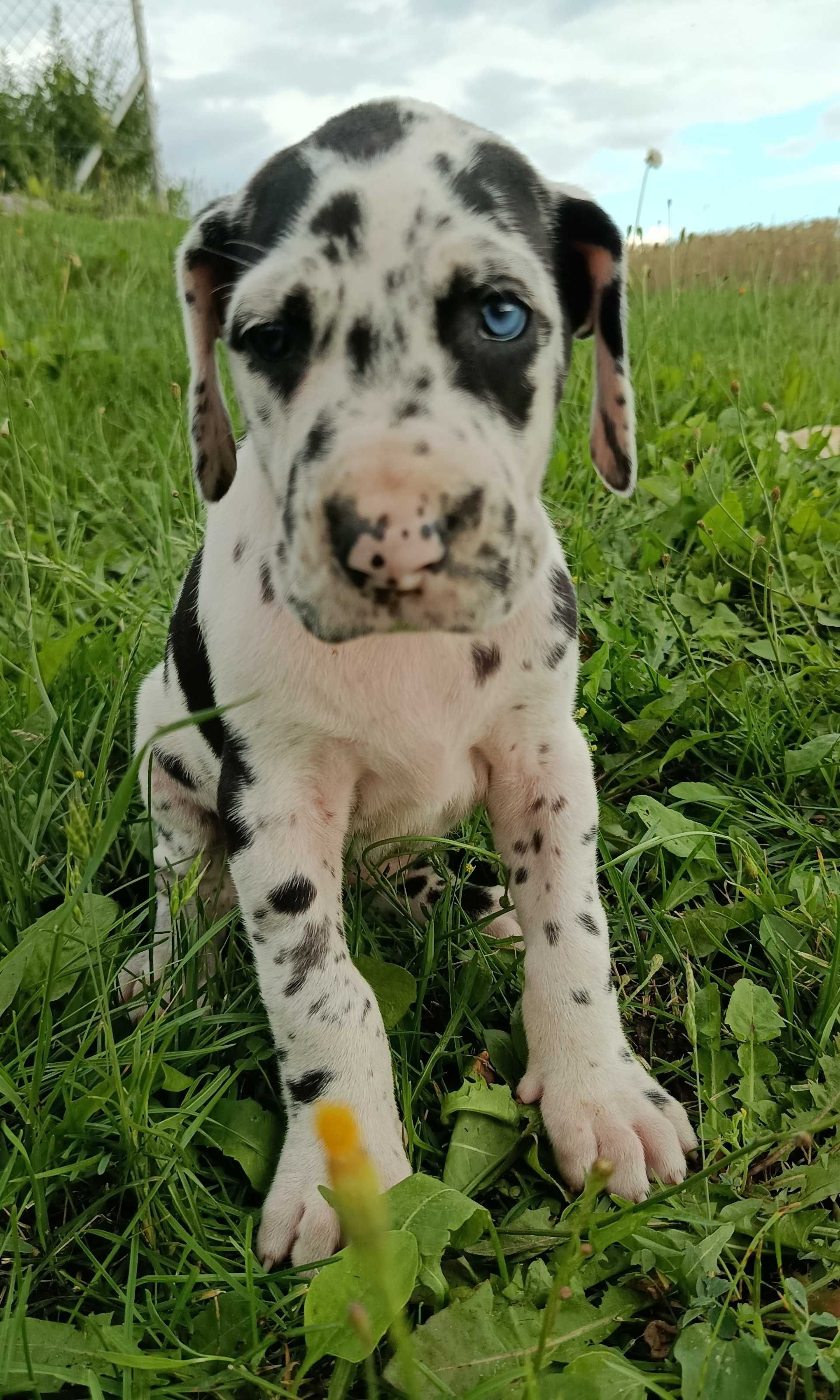 Dog niemiecki suczka