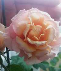 Комнатная роза коралово-жёлтая растения, цветы, домашние, троянда