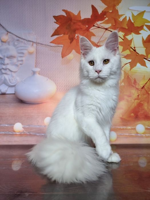 Супер красивые котята