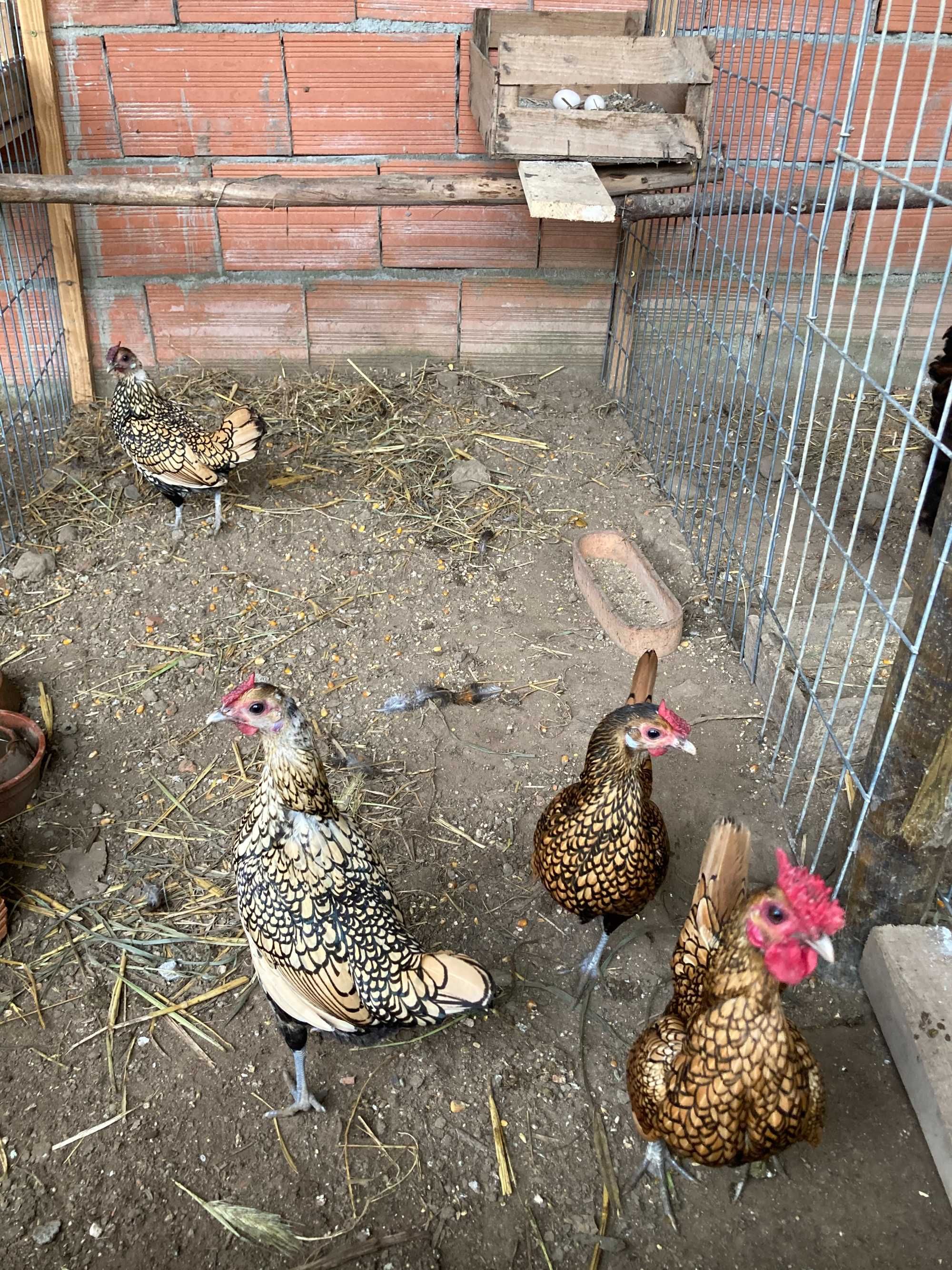 Ovos fecundados e pintos de várias galinhas de raça.