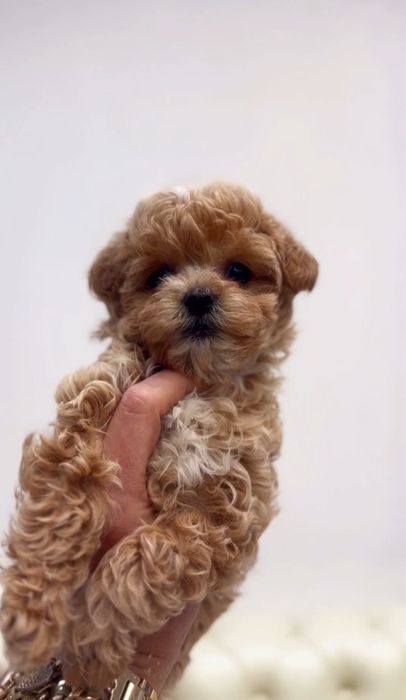 Темно-карамельна дівчинка міні мальтипу ф1 бебі фейс 3 міс