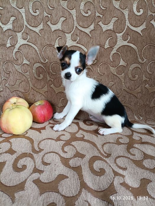 Девочка триколор