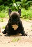 Buldog Francuski ZkwP FCI piesek Gapcio
