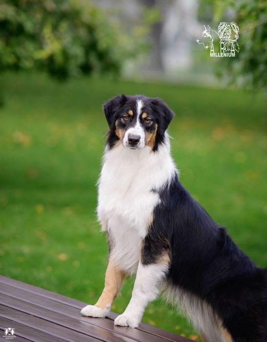 Owczarek australijski (Aussie) — suczka
