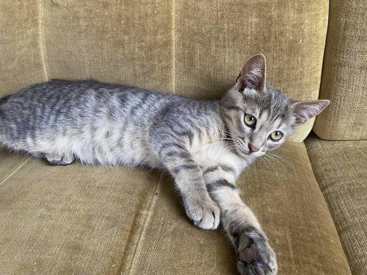 Котик, кіт, кошеня, неймовірний Честер – з надією в пошуках дому!