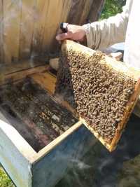 Продам бджоли пакет карпатка