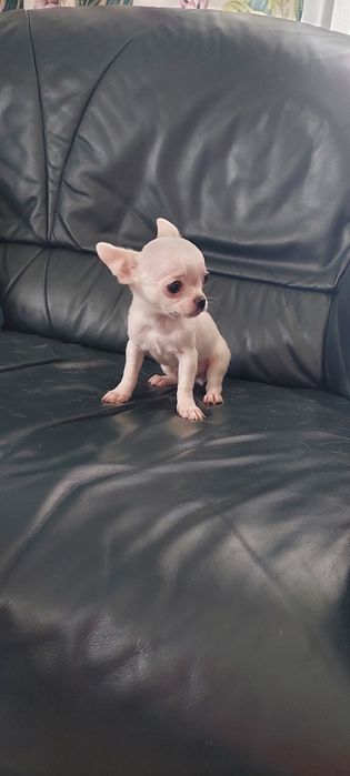 Biały maleńki piesek chihuahua