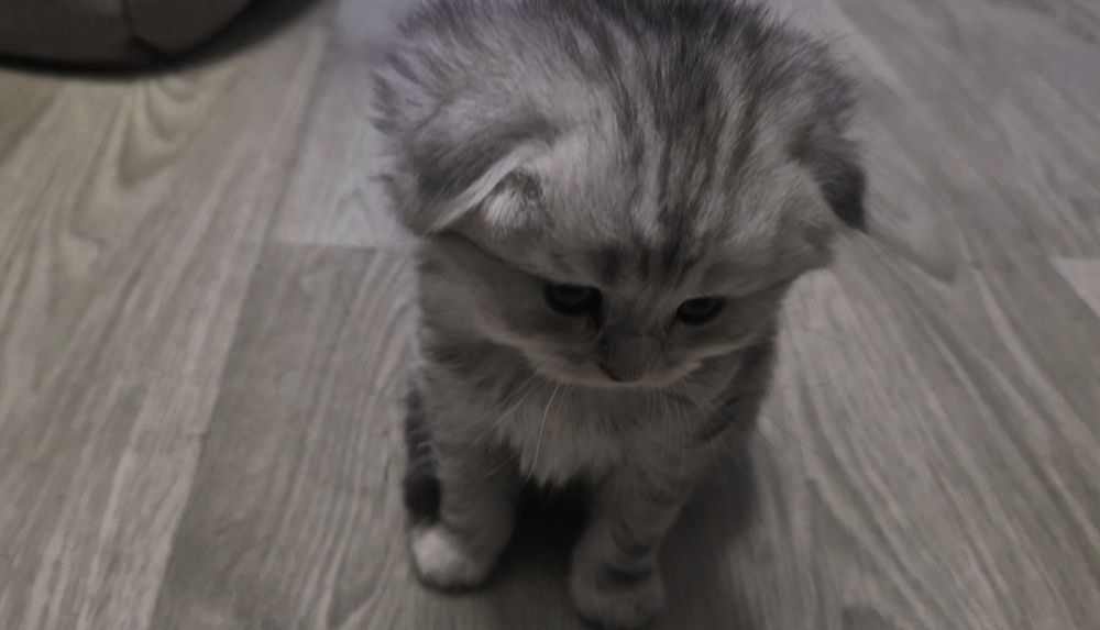 Висловухі та прямоухі шотландські кошенята, хлопчик та 3 дівчинки