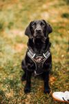 Shadow szuka domu, Labrador do adopcji, przeczytaj ogłoszenie do końca