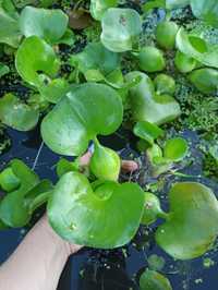 Водяний гіацинт ейхорнія рослини для водойм