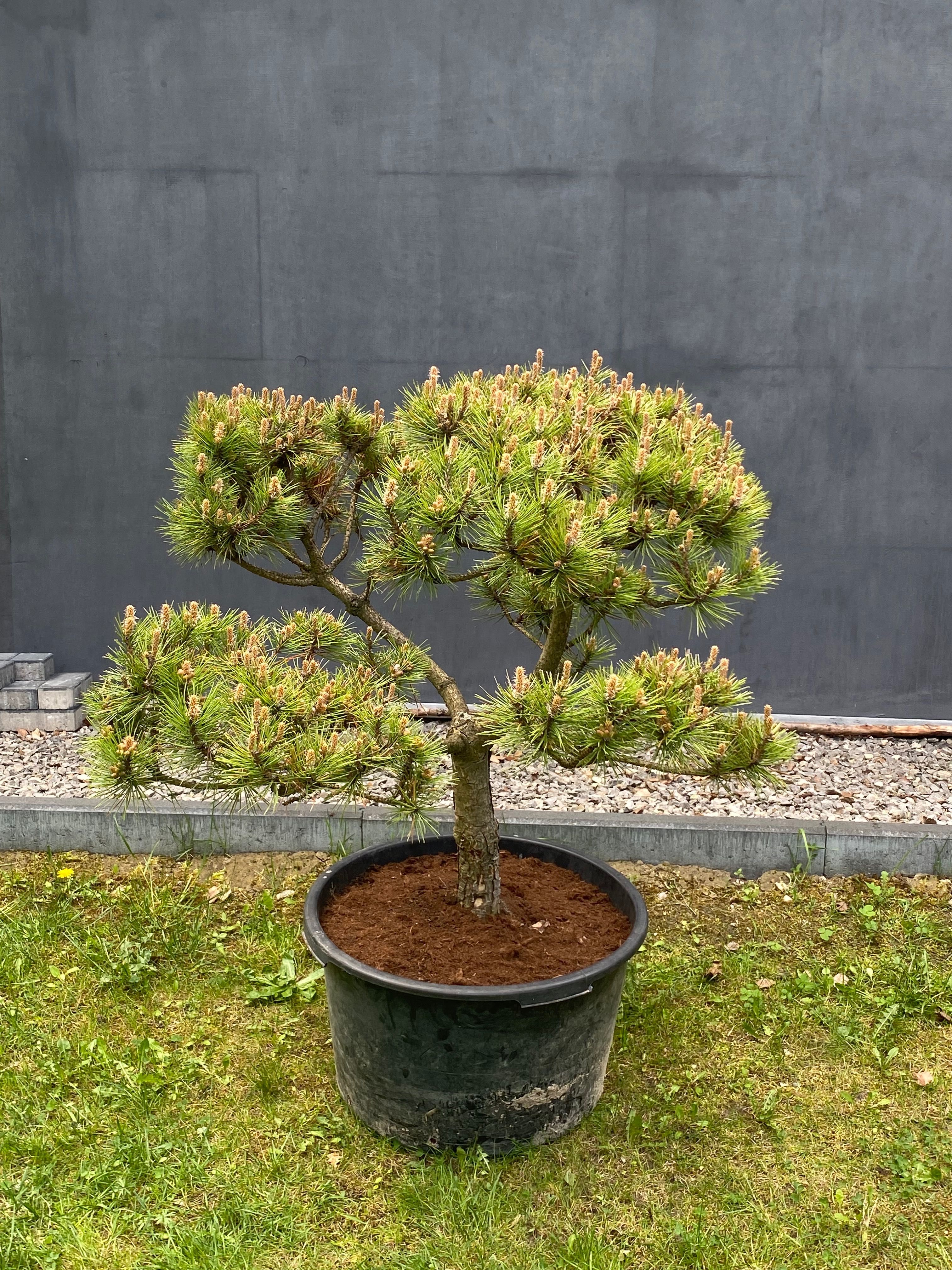 Sosna górska kosodrzewina Bonsai Pinus Mugo