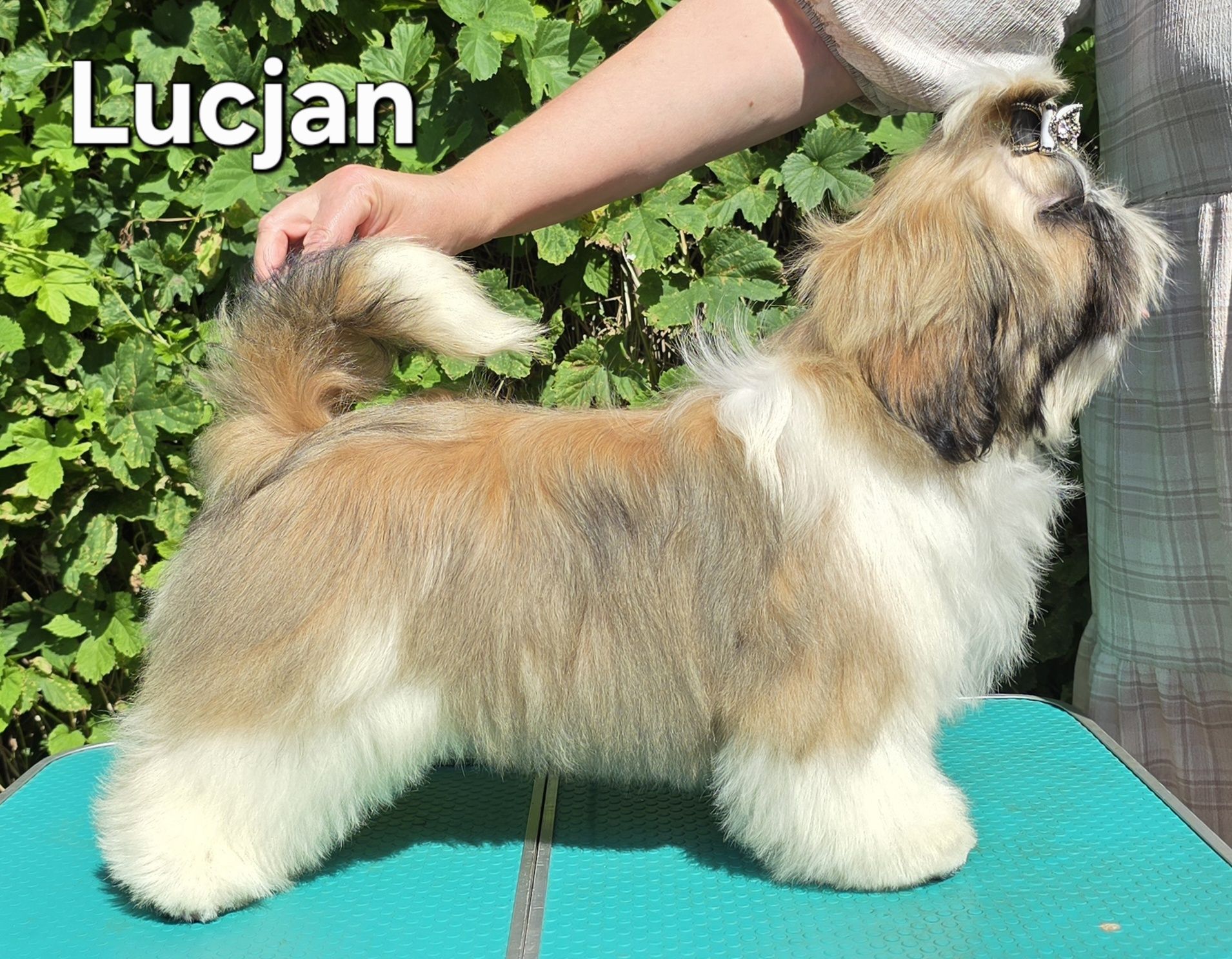 Piesek Shih tzu ZKWP