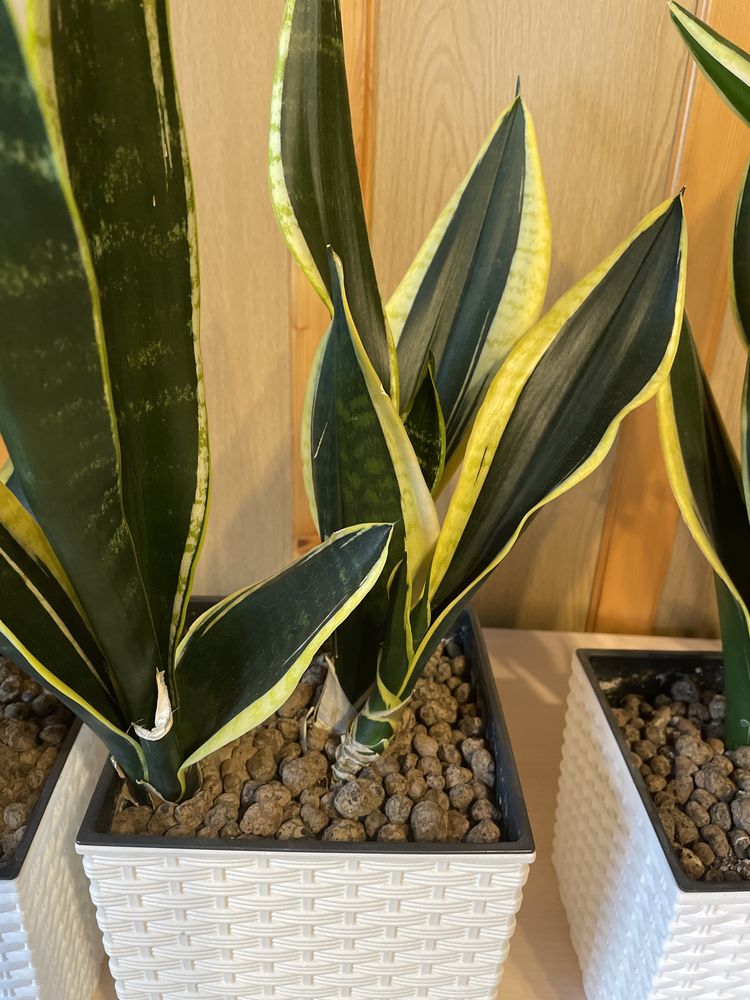 Sansevieria kwiat domowy