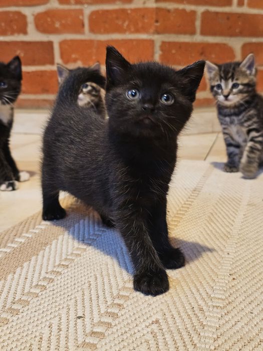 Kocięta gotowe do oddania