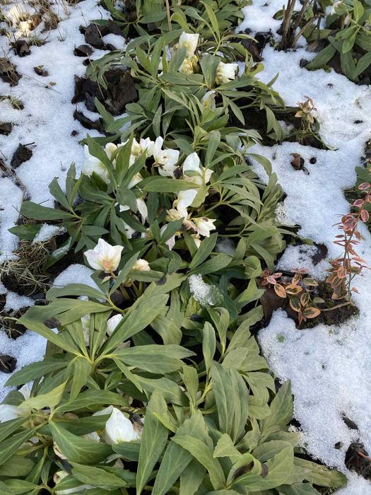 Продам кущики  морозника