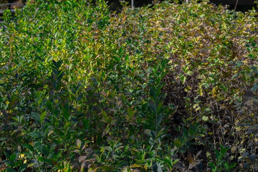 Trzmielina Pospolita (Euonymus Europaeus) wysokość 50-70 cm, donica 2l